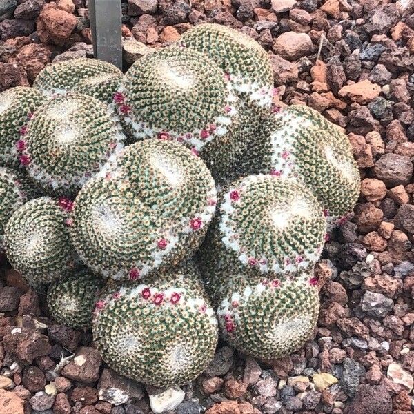 Mammillaria crucigera Ліст