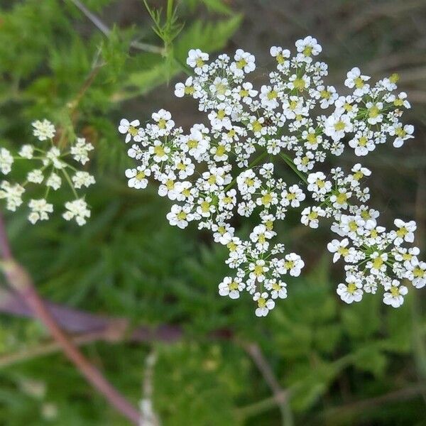 Chaerophyllum bulbosum Blodyn