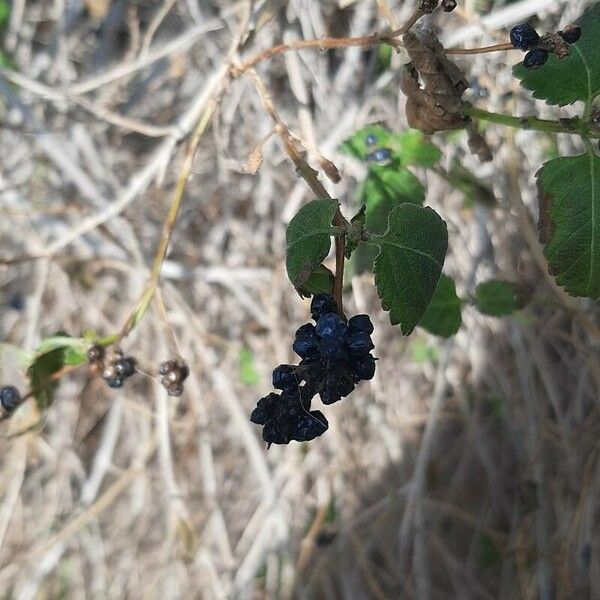 Lantana viburnoides Φρούτο