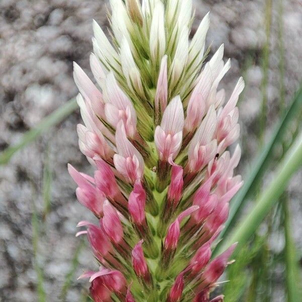 Trifolium incarnatum Fleur