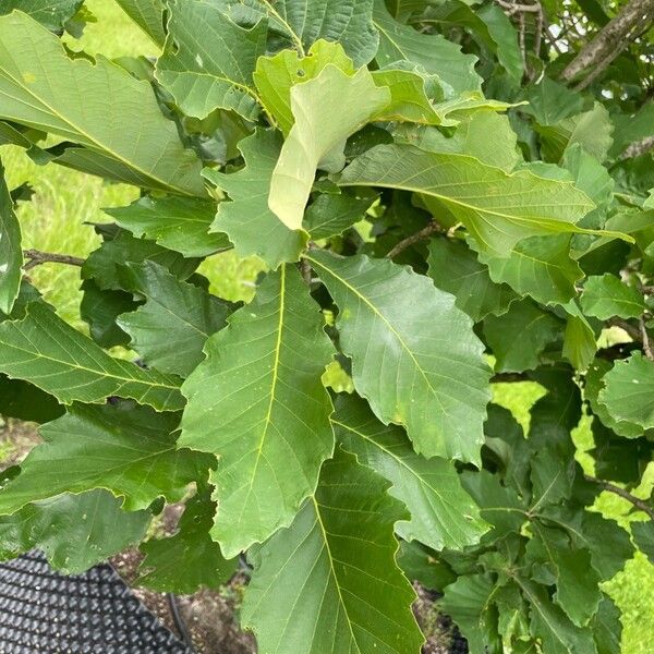 Quercus bicolor Лист