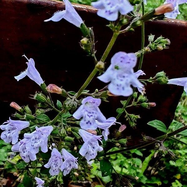 Clinopodium nepeta Blüte