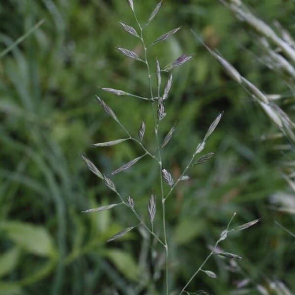 Festuca rubra Цветок