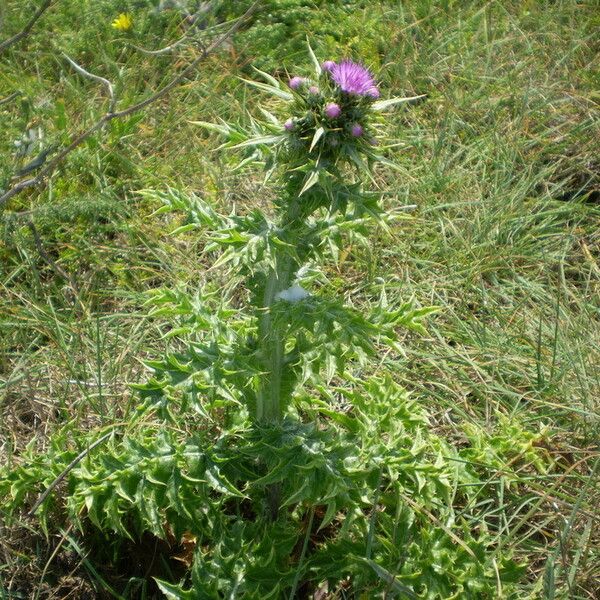 Carduus cephalanthus Habit