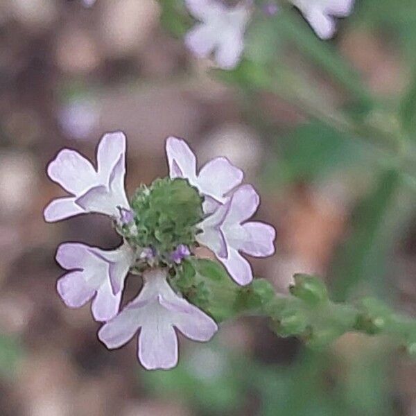 Verbena officinalis Flower