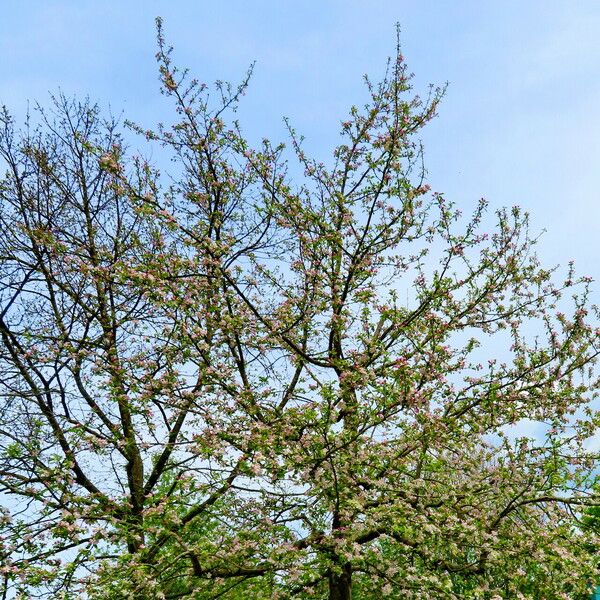 Malus domestica Habit