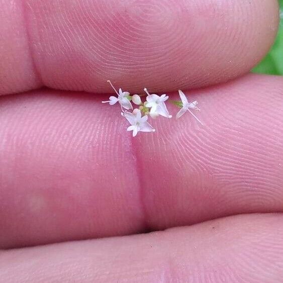 Circaea alpina 花