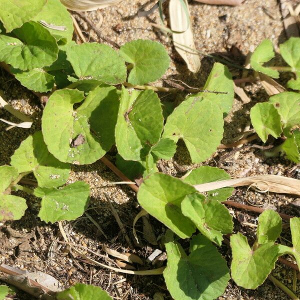 Centella asiatica Habitat