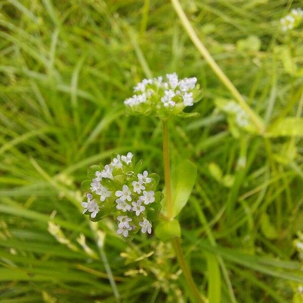 Valerianella microcarpa Fleur