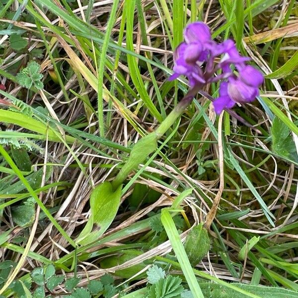 Anacamptis morio Лист