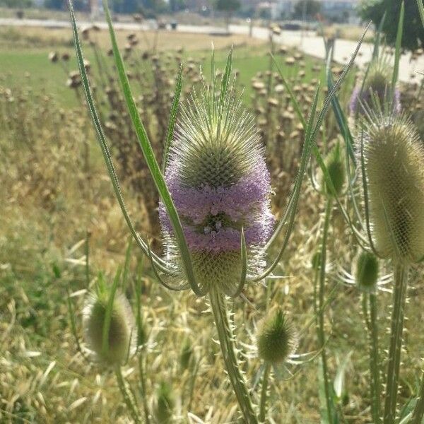 Dipsacus fullonum Blomst