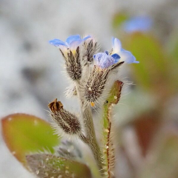 Myosotis ramosissima Květ