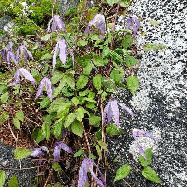 Clematis occidentalis Leaf