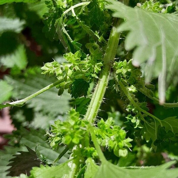 Urtica urens Květ