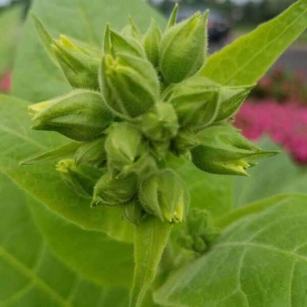 Nicotiana tabacum Kwiat