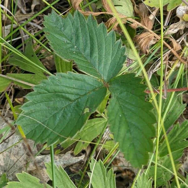 Fragaria virginiana Liść