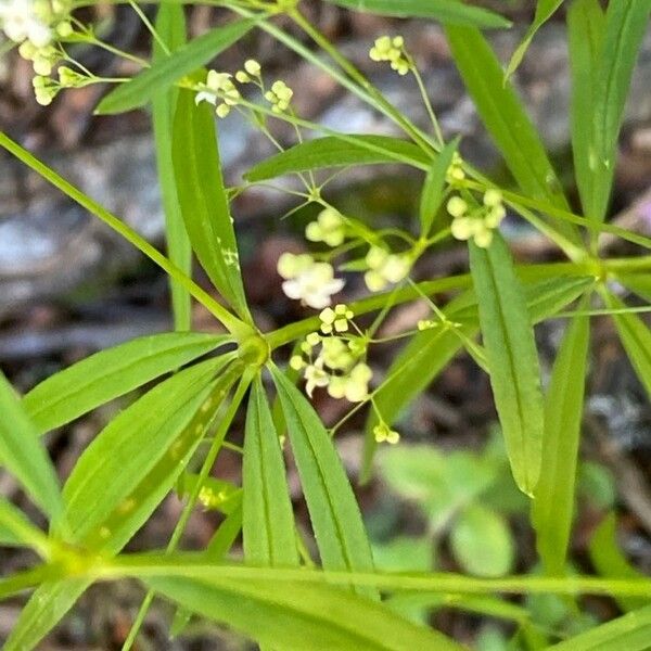 Galium aristatum Листок