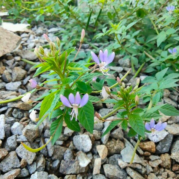 Cleome rutidosperma Flower