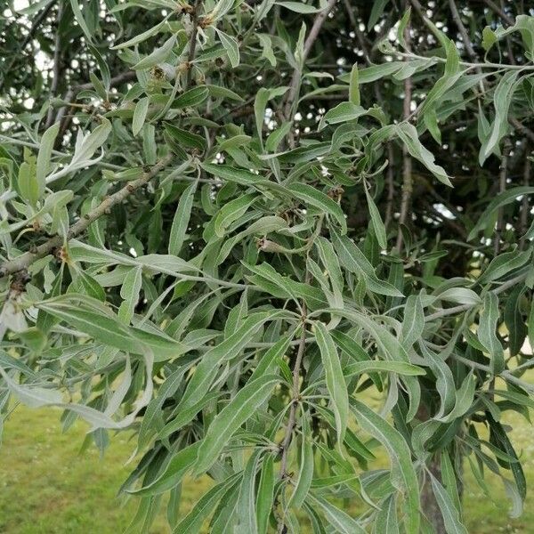 Pyrus salicifolia Liść