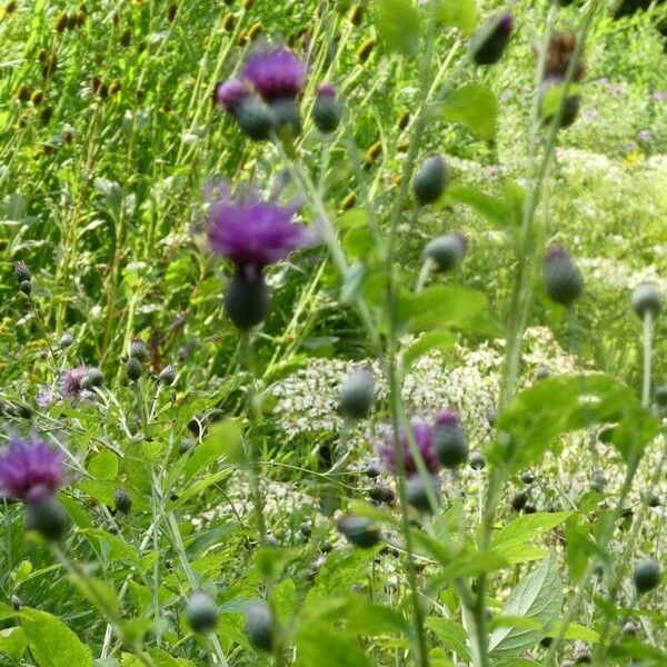 Cirsium heterophyllum Цветок