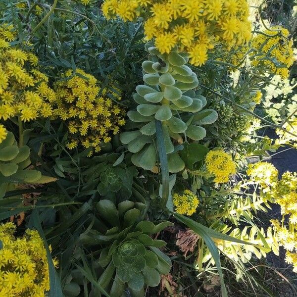 Aeonium arboreum Leaf