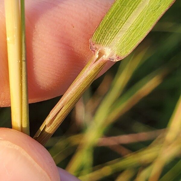 Dichanthium aristatum چھال