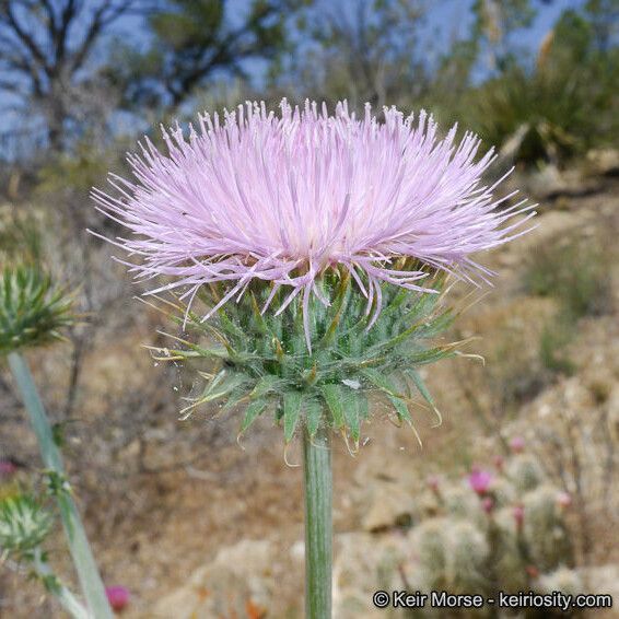 Cirsium occidentale Flor