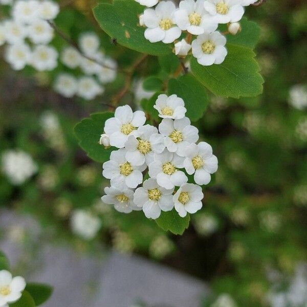 Spiraea chamaedryfolia Žiedas