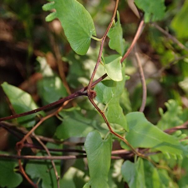 Lygodium microphyllum Folio