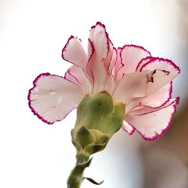 Dianthus caryophyllus Other