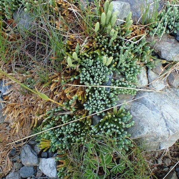 Lycopodium alpinum Natur