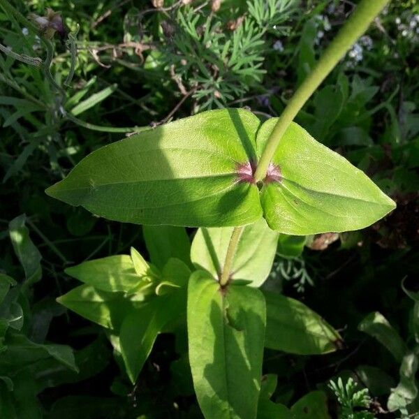 Zinnia elegans Deilen