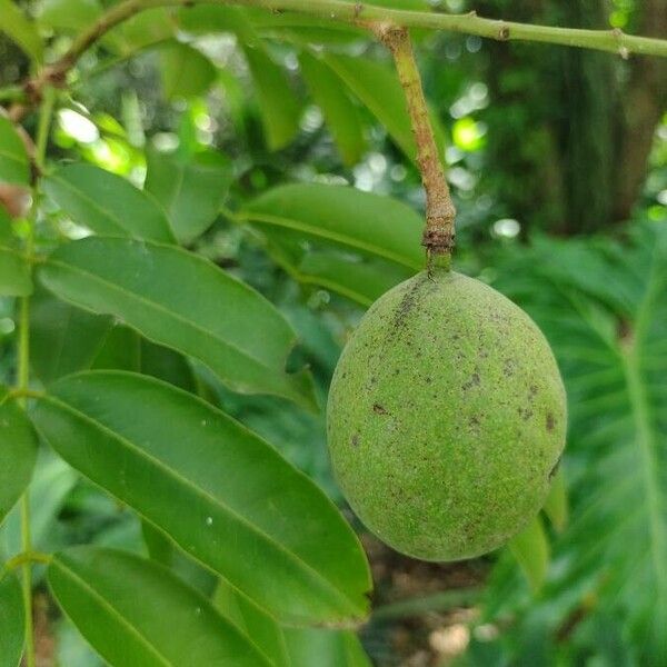 Andira inermis Плід