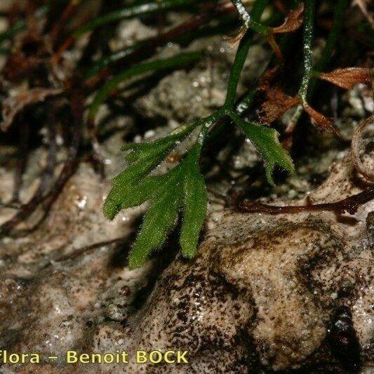 Asplenium seelosii Bark