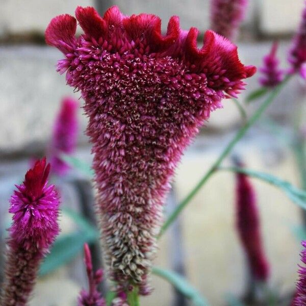 Celosia argentea Flower