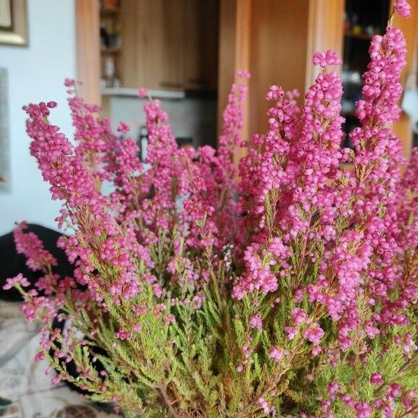 Erica gracilis Flower