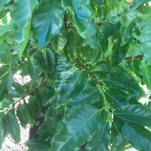 Coffea arabica 葉