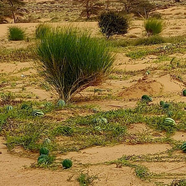 Citrullus lanatus Habit