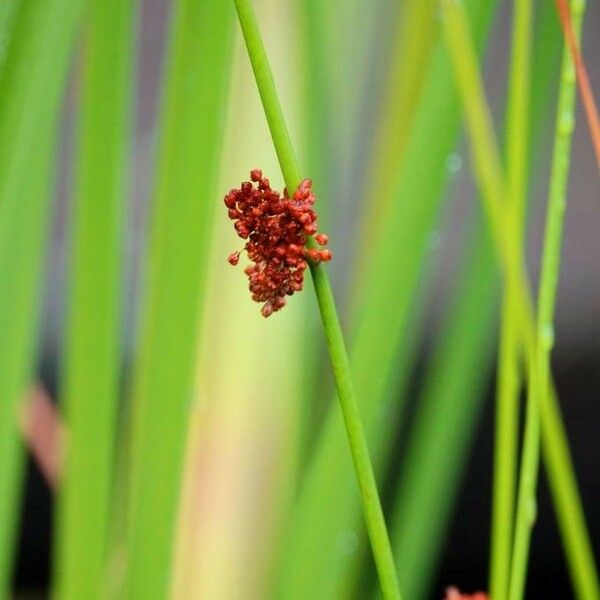 Juncus conglomeratus ᱥᱟᱠᱟᱢ