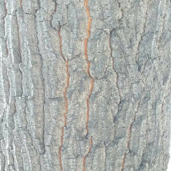 Quercus frainetto Bark