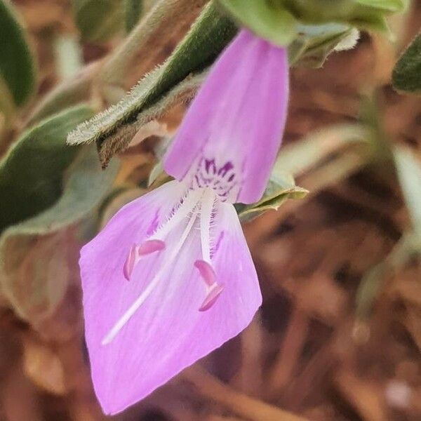 Dicliptera napierae Kukka