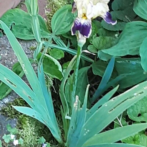 Iris variegata Costuma