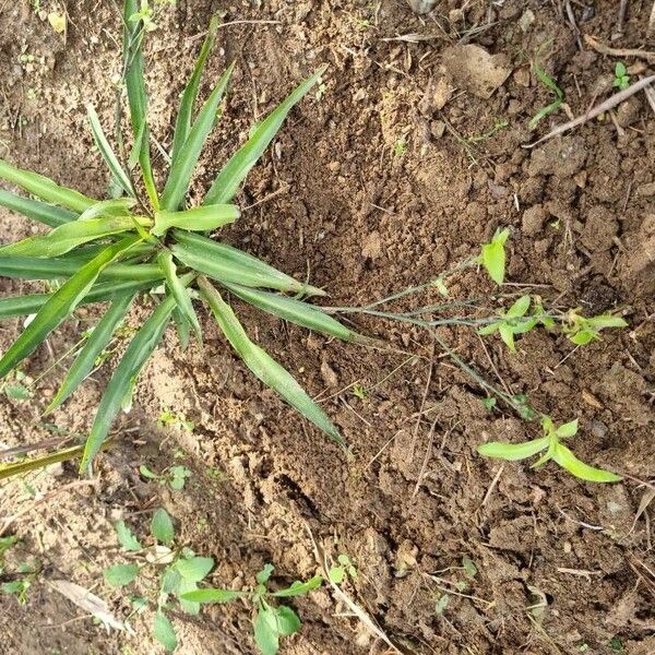 Chlorogalum pomeridianum Habit