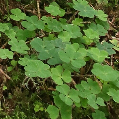 Oxalis acetosella Folla