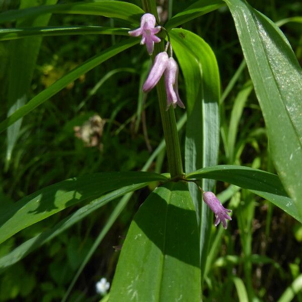 Polygonatum roseum Blodyn