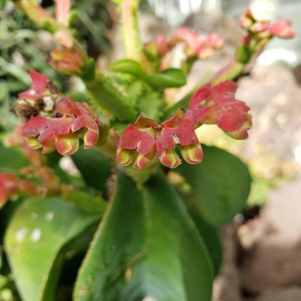 Euphorbia magnifica Blodyn