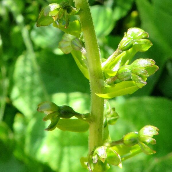 Leuzea centauroides Flower