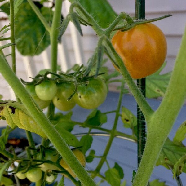 Solanum lycopersicum Vrucht