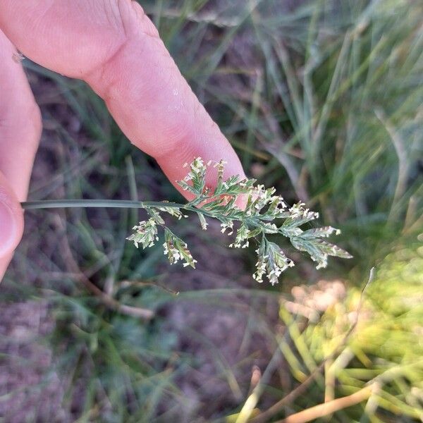 Poa compressa Flower