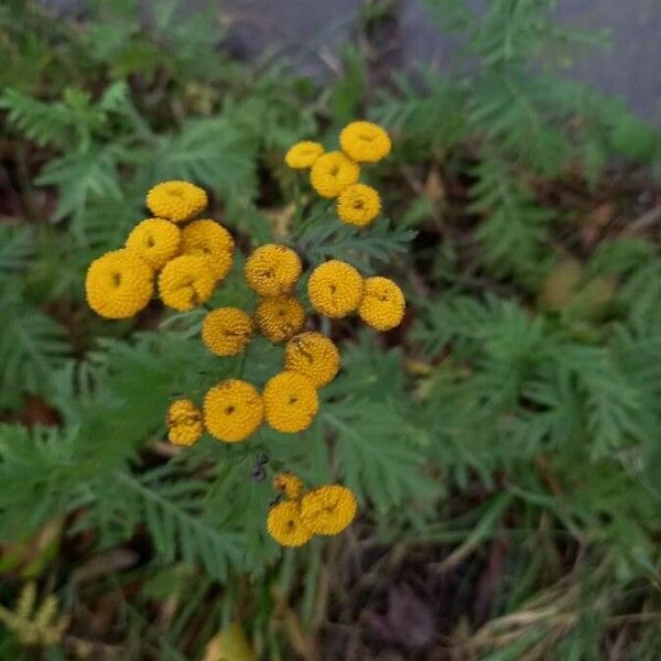 Tanacetum vulgare Blomst